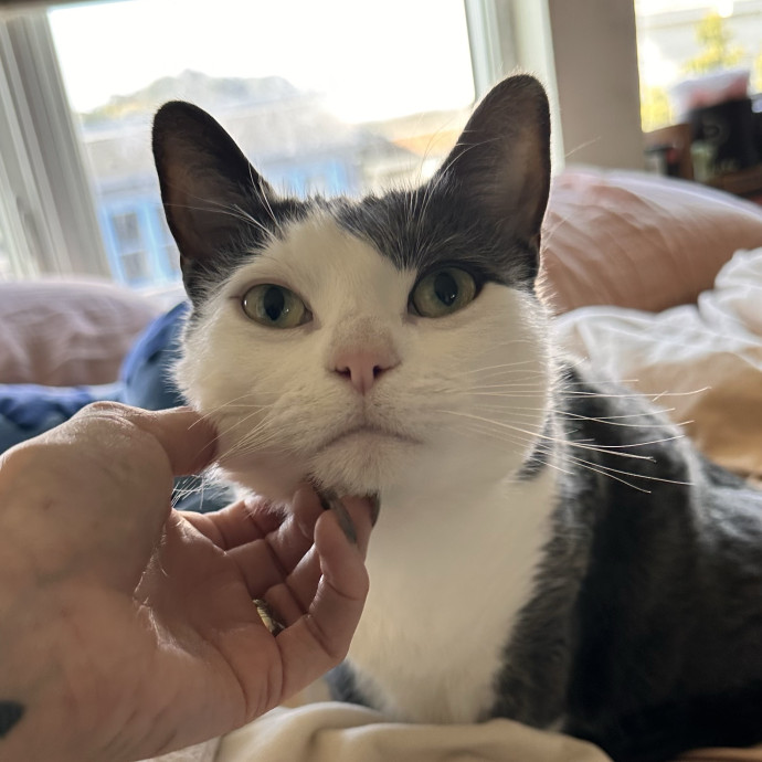 Top Notch Cat Care By Annie