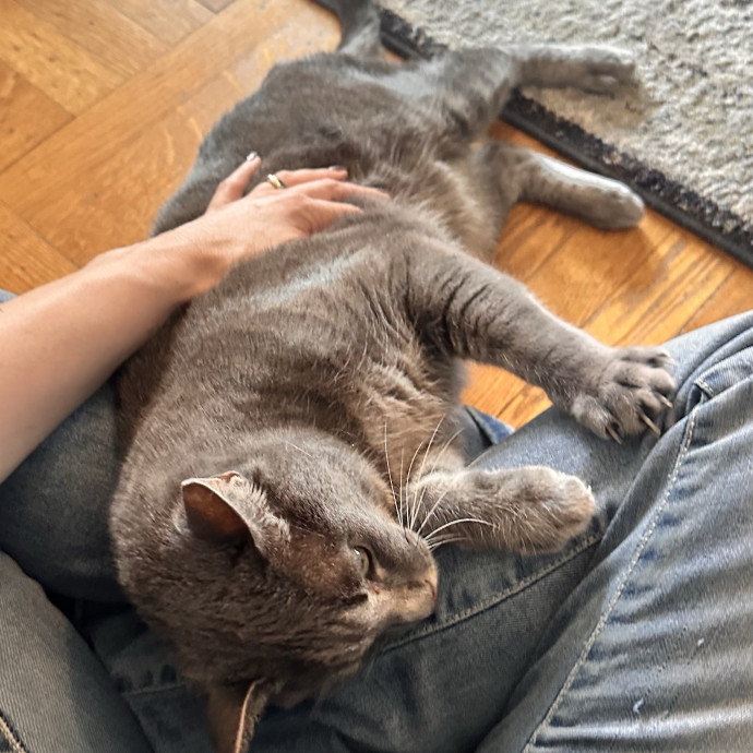 Top Notch Cat Care By Annie