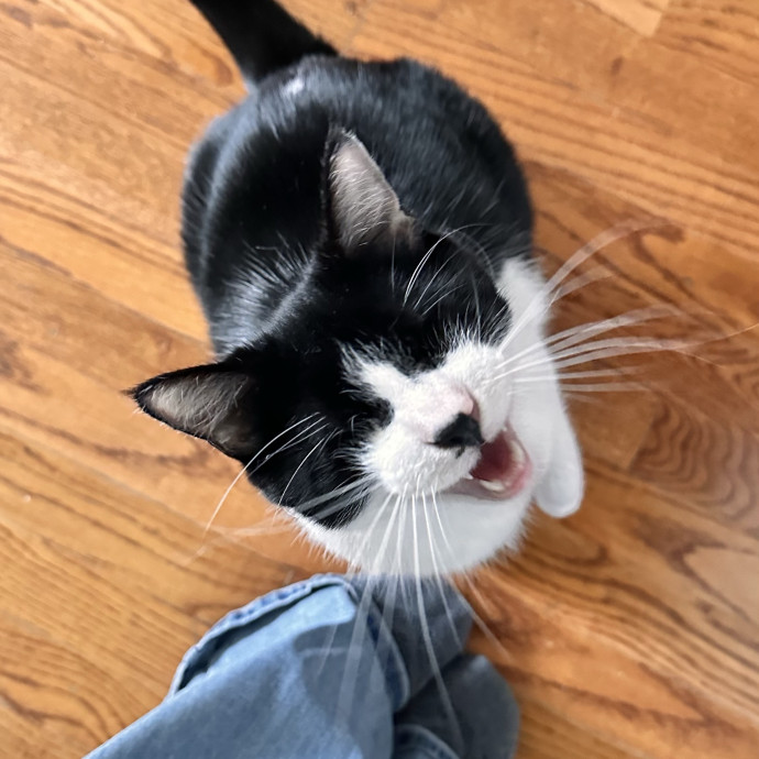 Top Notch Cat Care By Annie