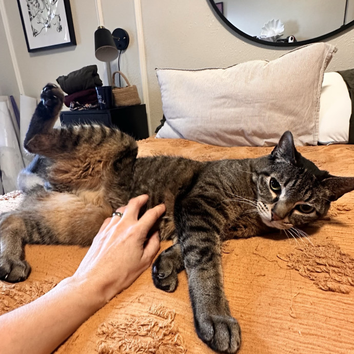 Top Notch Cat Care By Annie