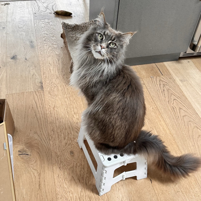 Top Notch Cat Care By Annie