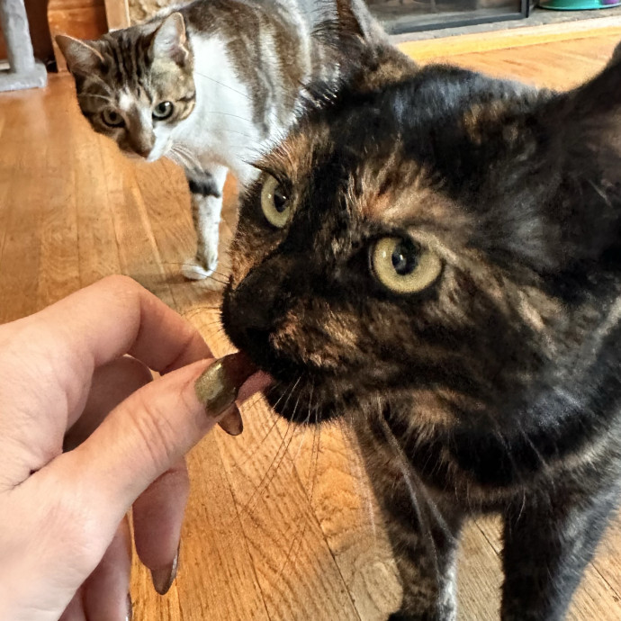 Top Notch Cat Care By Annie