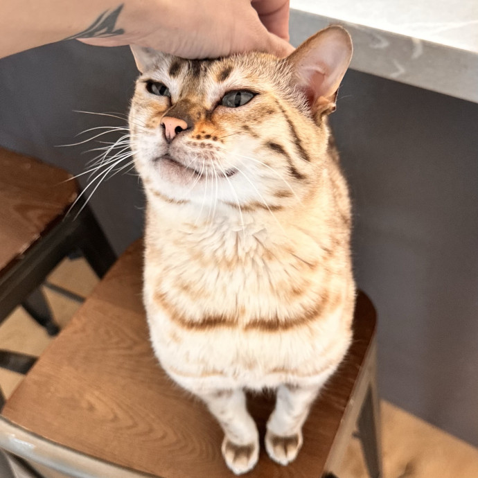 Top Notch Cat Care By Annie