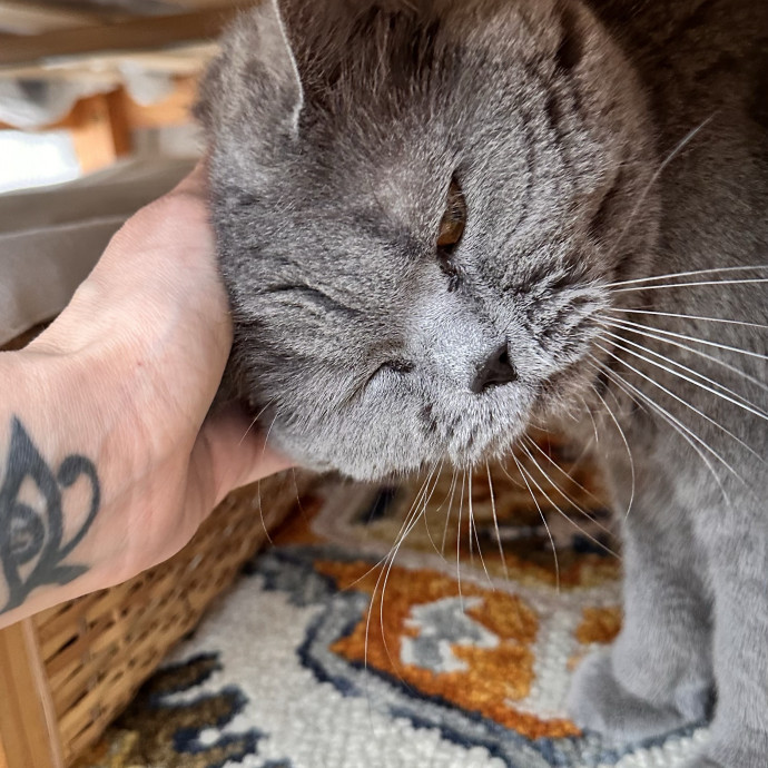 Top Notch Cat Care By Annie