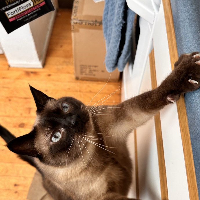 Top Notch Cat Care By Annie