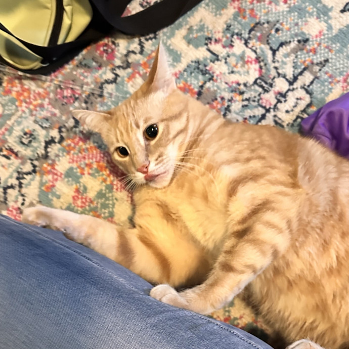 Top Notch Cat Care By Annie