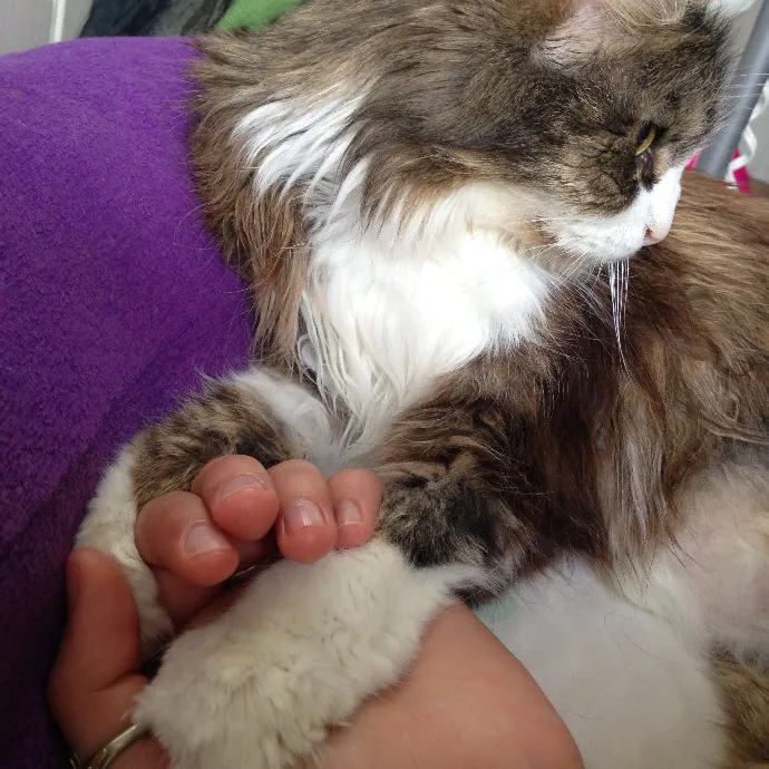 Loving-Reliable-Playful Cat Specialist