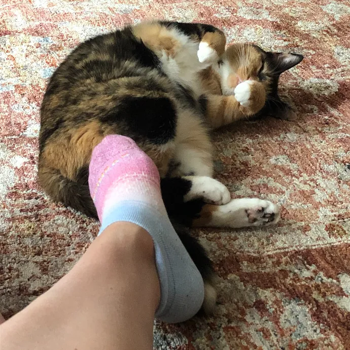 Loving-Reliable-Playful Cat Specialist