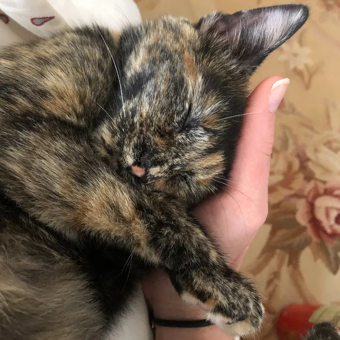 Loving-Reliable-Playful Cat Specialist