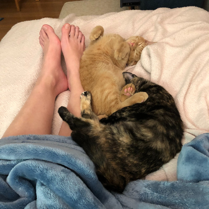 Loving-Reliable-Playful Cat Specialist
