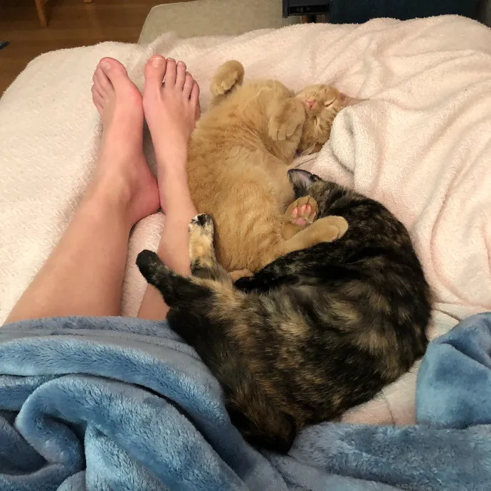 Loving-Reliable-Playful Cat Specialist