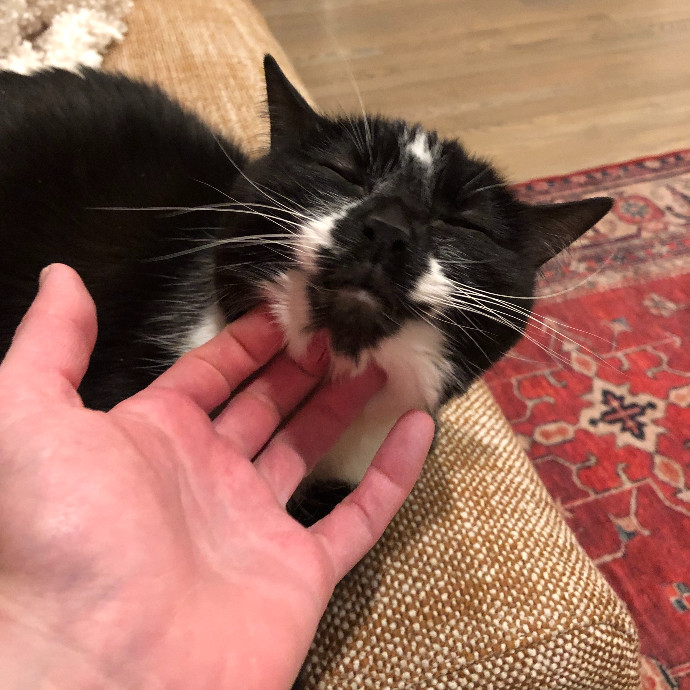 Loving-Reliable-Playful Cat Specialist