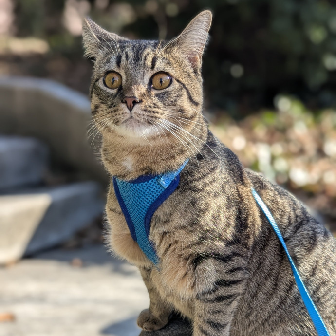 Friendly And Professional Cat Sitter