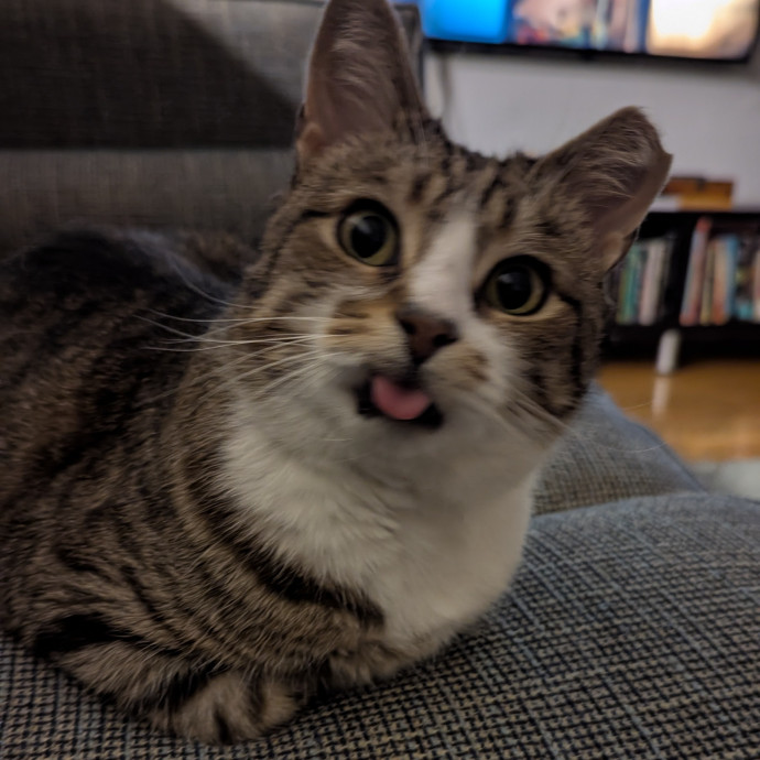 Friendly And Professional Cat Sitter