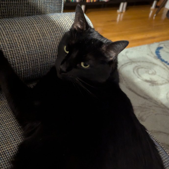 Friendly And Professional Cat Sitter