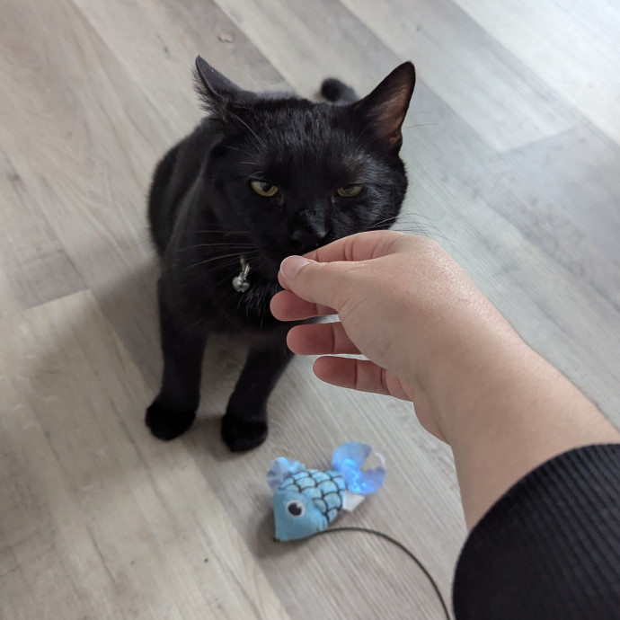 Friendly And Professional Cat Sitter