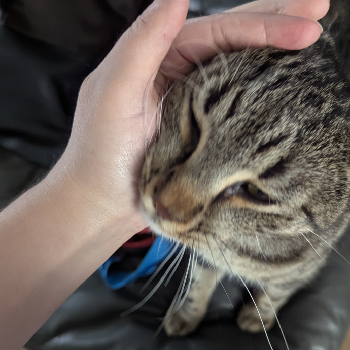 Friendly And Professional Cat Sitter