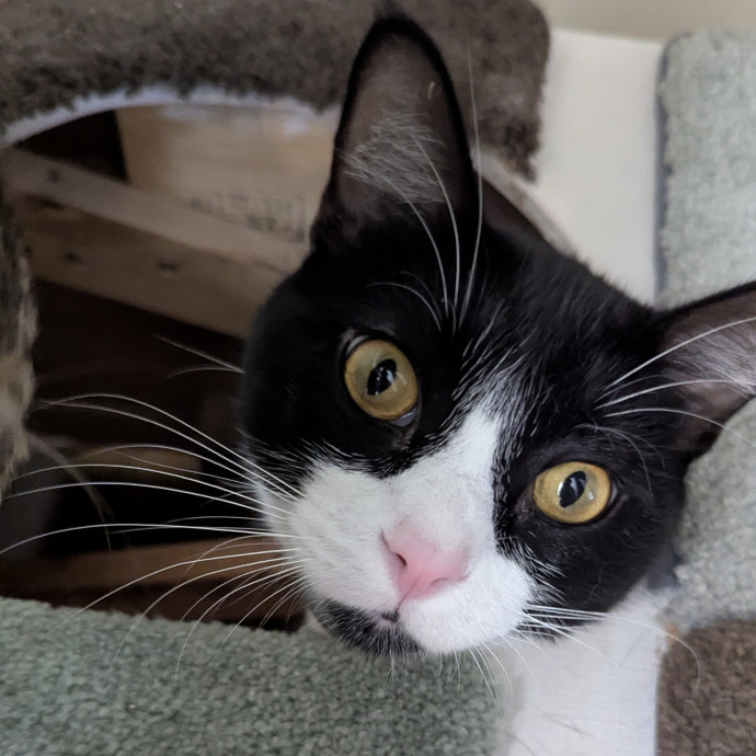Friendly And Professional Cat Sitter