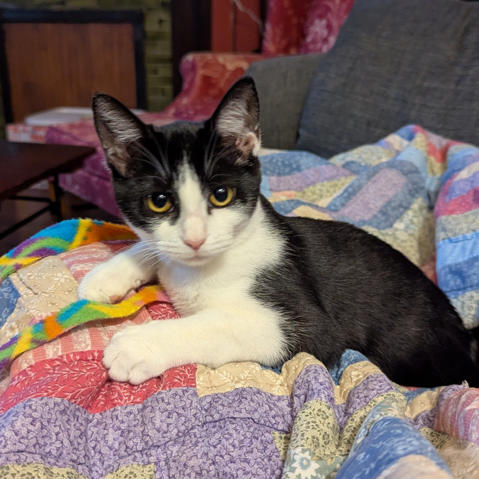 Friendly And Professional Cat Sitter photo 2