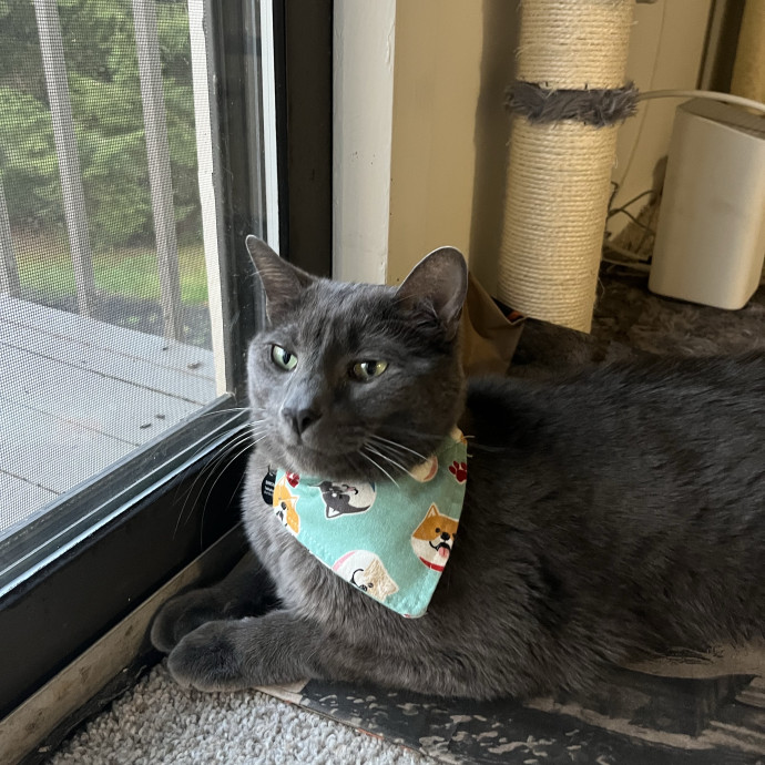Caring Cat Sitter You Can Trust