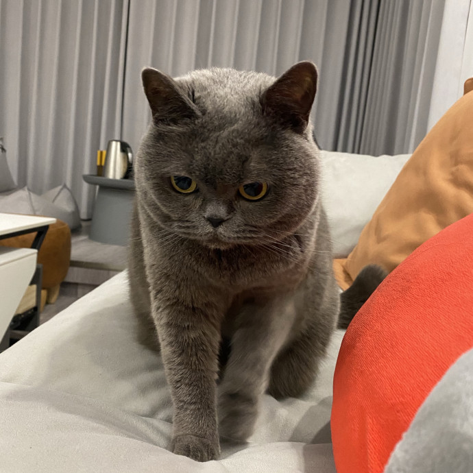Caring Cat Sitter You Can Trust photo 3