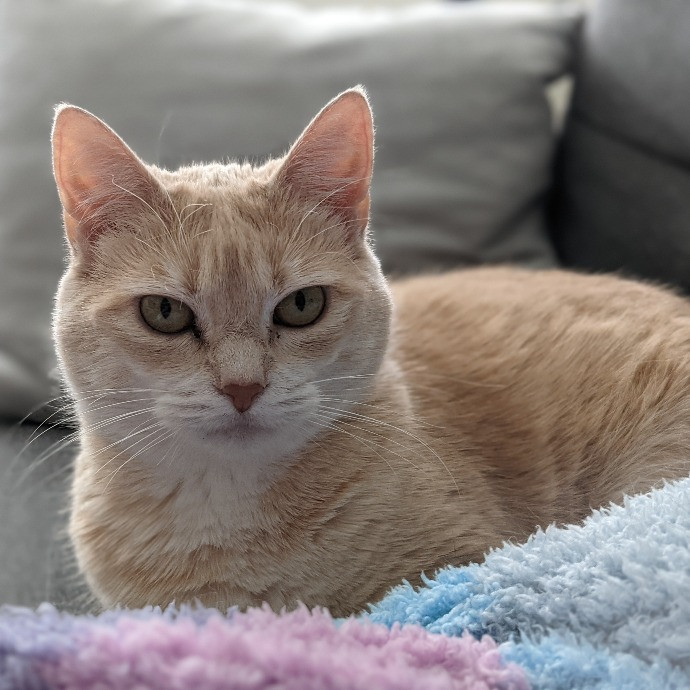 Kimberly's Purrfect Cat Sitting