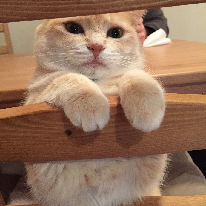 Kimberly's Purrfect Cat Sitting