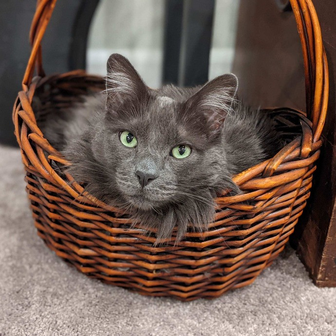 Kimberly's Purrfect Cat Sitting