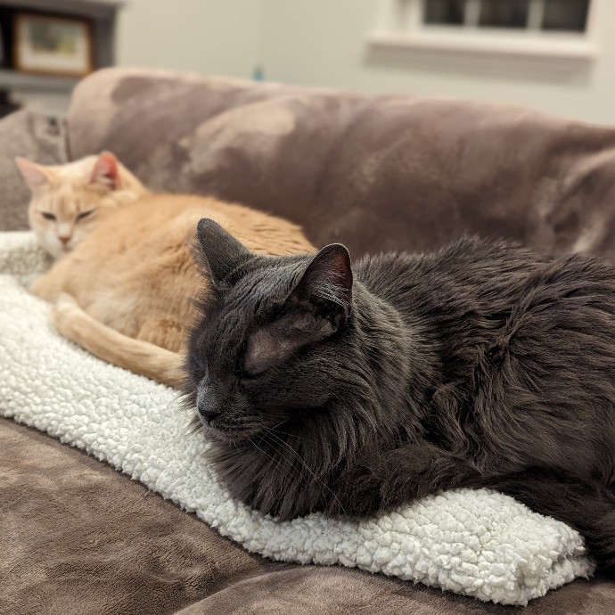 Kimberly's Purrfect Cat Sitting