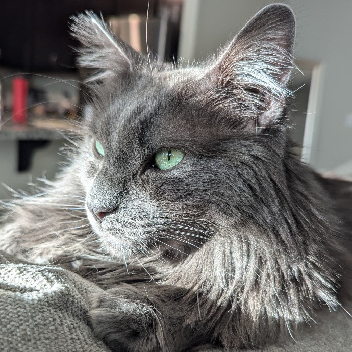 Kimberly's Purrfect Cat Sitting photo 3