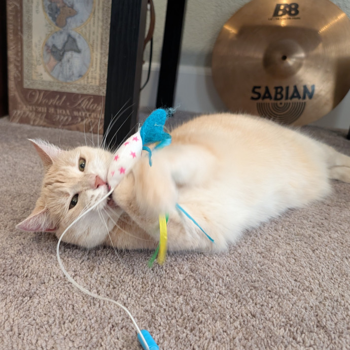 Kimberly's Purrfect Cat Sitting photo 2
