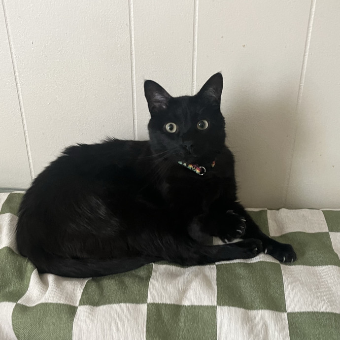 Cat Mom You Can Trust In West Orange