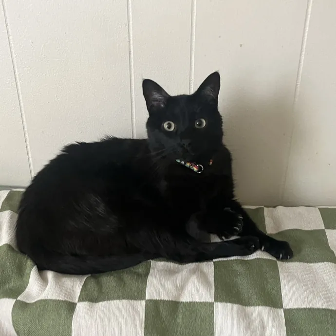 Cat Mom You Can Trust In West Orange