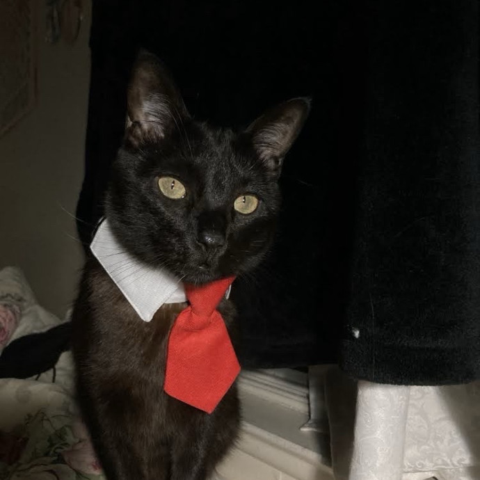 Cat Mom You Can Trust In West Orange
