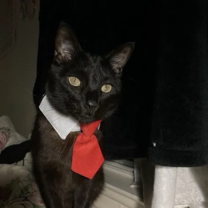 Cat Mom You Can Trust In West Orange