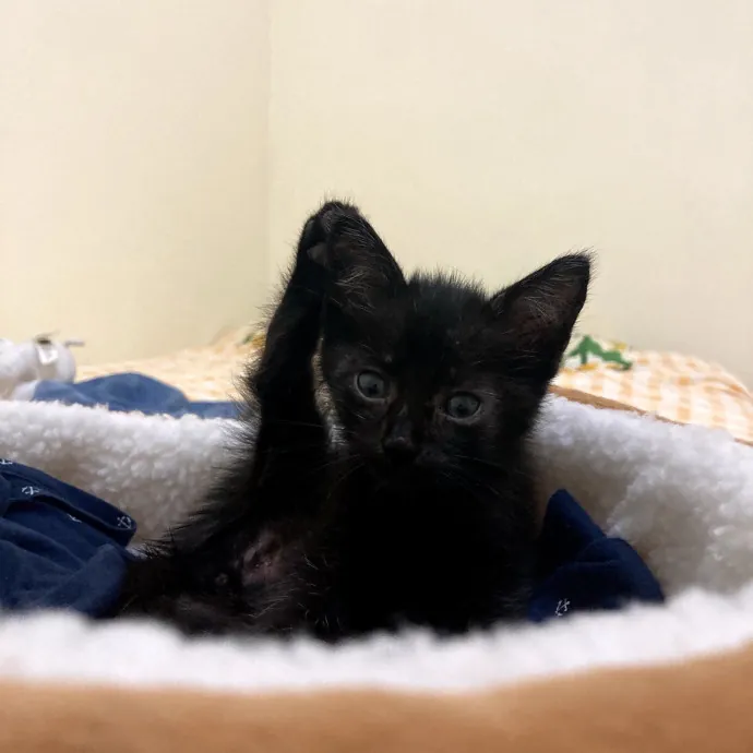 Cat Mom You Can Trust In West Orange