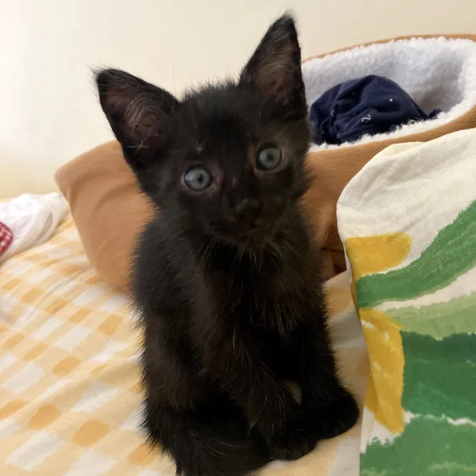 Cat Mom You Can Trust In West Orange
