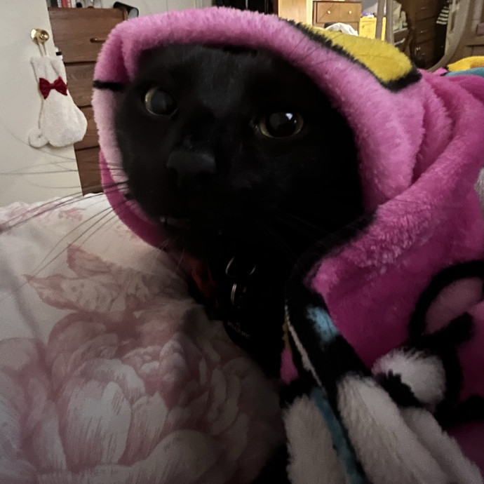 Cat Mom You Can Trust In West Orange