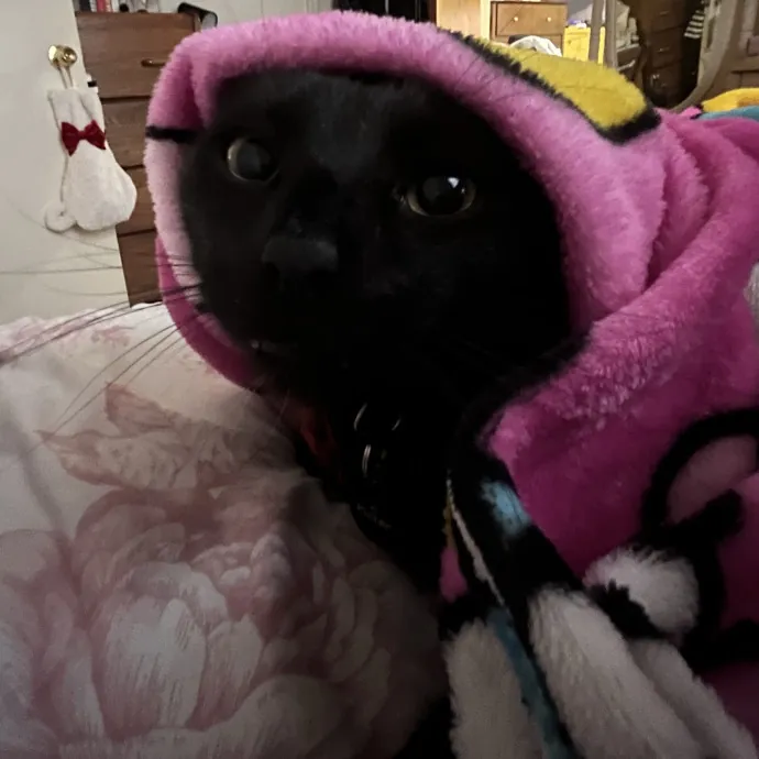 Cat Mom You Can Trust In West Orange