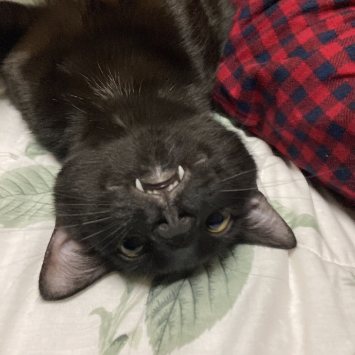 Cat Mom You Can Trust In West Orange