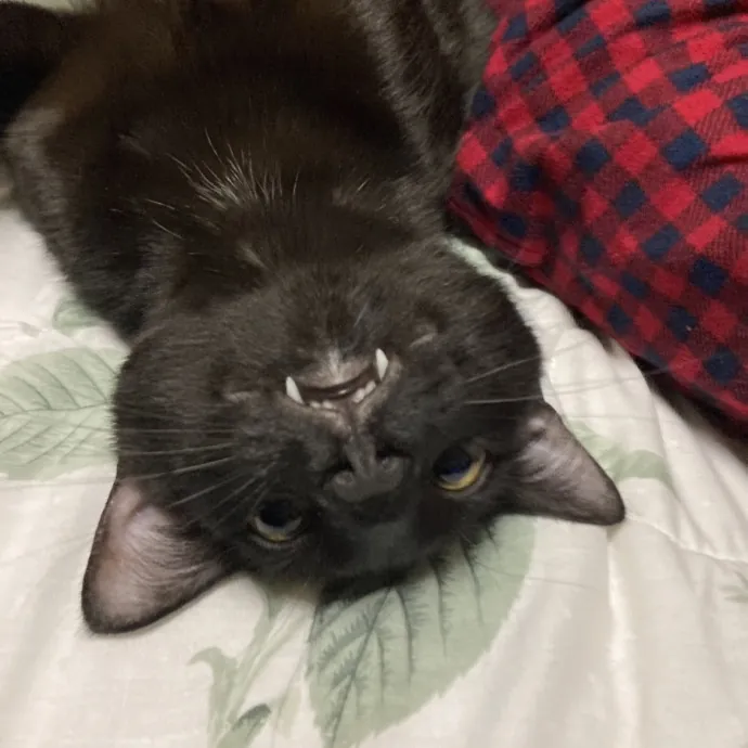 Cat Mom You Can Trust In West Orange