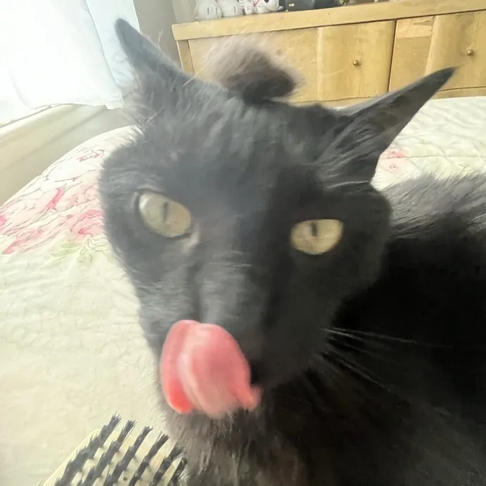 Cat Mom You Can Trust In West Orange