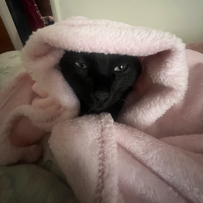 Cat Mom You Can Trust In West Orange