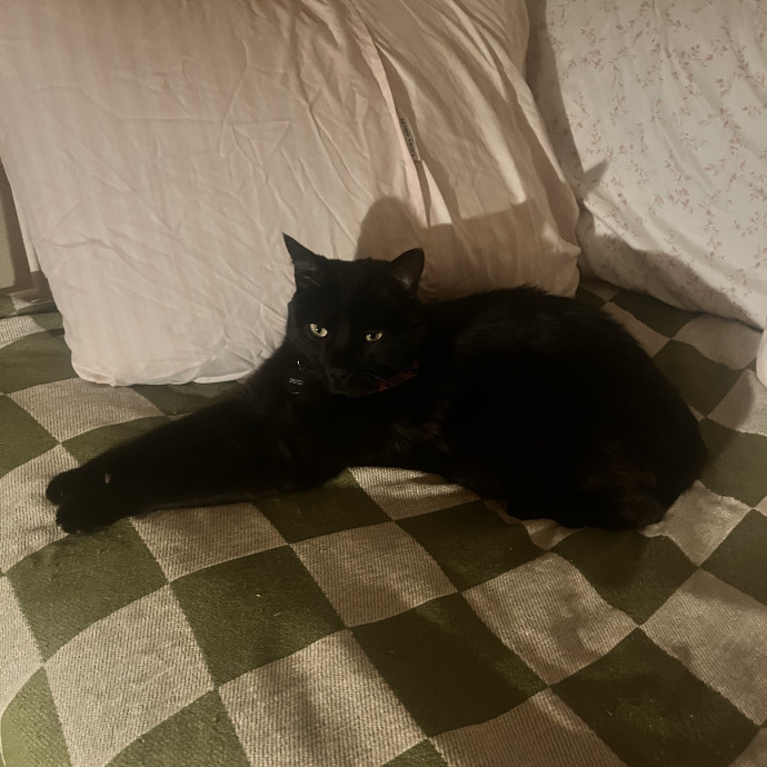Cat Mom You Can Trust In West Orange