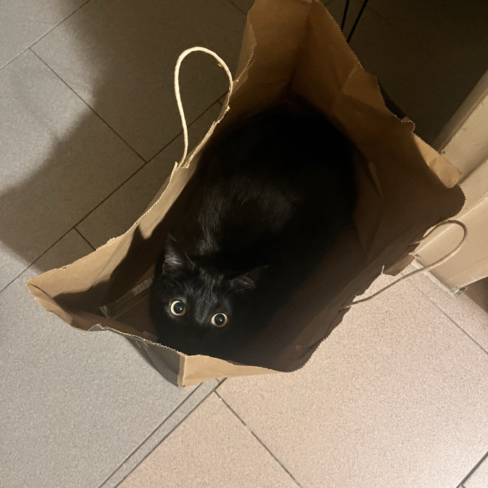 Cat Mom You Can Trust In West Orange