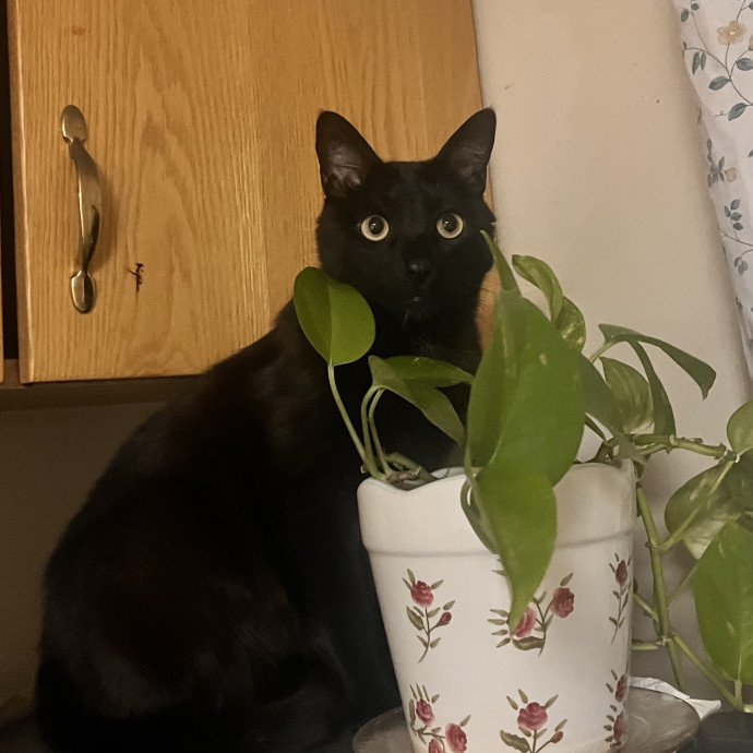 Cat Mom You Can Trust In West Orange