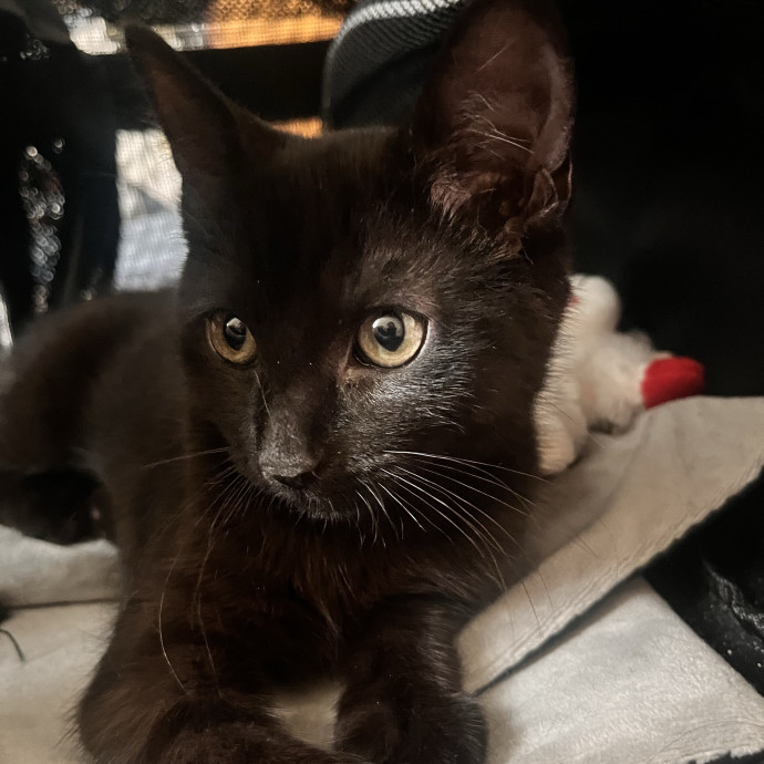 Cat Mom You Can Trust In West Orange