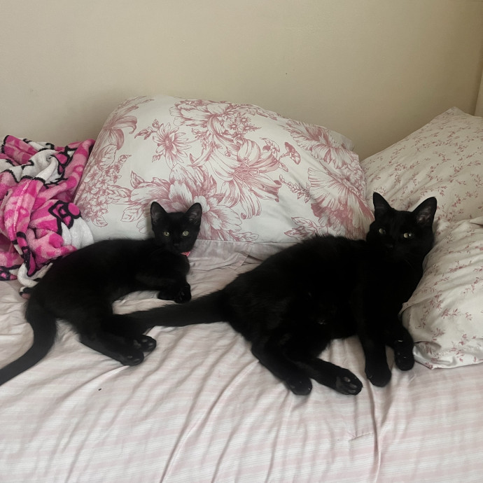 Cat Mom You Can Trust In West Orange photo 2
