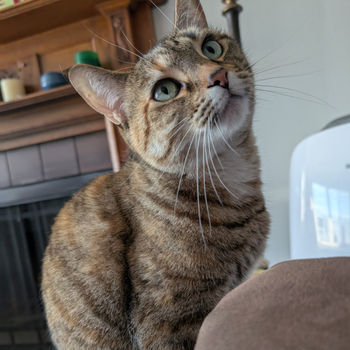 Your Cat's Best Friend