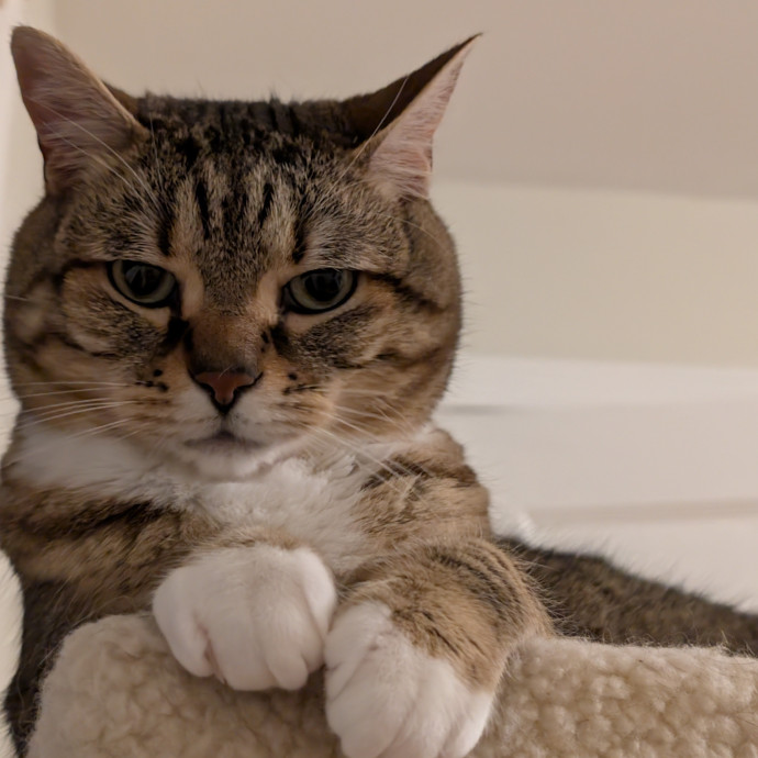 Your Cat's Best Friend